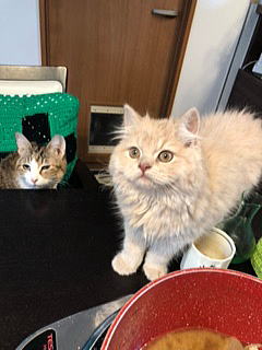 愛くるしい猫たち